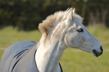 Obraz na płótnie Canvas Portrait of beautiful white horse with long mane. Domestic animal in farm. Farm concept