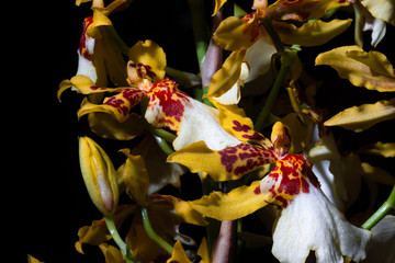 Fototapeta na wymiar close up orchid