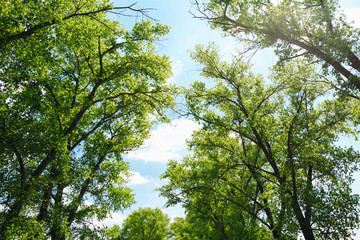 Beautiful view of tree branches with blue sky and sunlight.