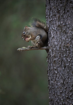 Adorable furry squirrel hanging from tree trunk in a forest eating acorn nut