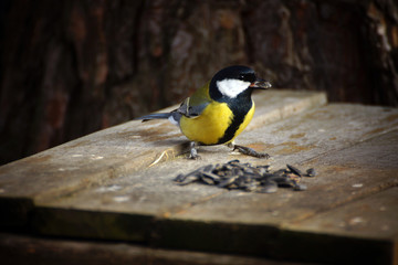Tit (lat.Parus major)