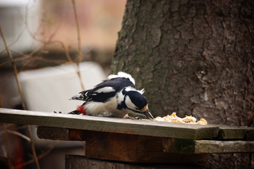 Great Spotted Woodpecker (Dendrocopos major)