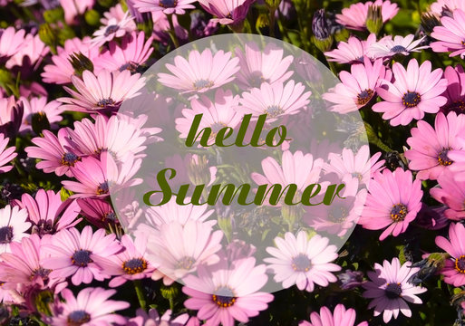Hello Summer welcoming card with text on a pink osteospermum flowers background.Summertime concept.Selective focus.