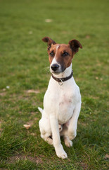 Jack Russell Terrier Posing