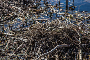eggs of river gulls lie in a nest on the floating islands in the middle of the lake