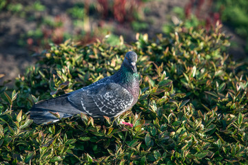 Beautiful view of a pigeon on the bushes at sunset day.