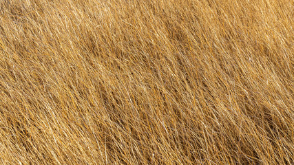 Dry grass background