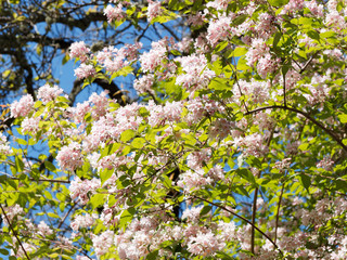 Kolkwitzia amabilis | Kolkwitzie oder Perlmuttstrauch als Zierstrauch mit dekorativen Frühlingsblüte in Parks und Gärten