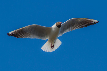 seagull flies on a warm summer day