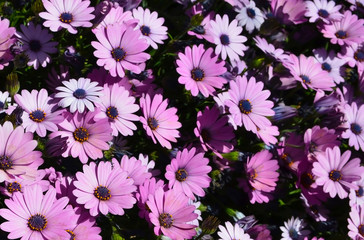 Pink Osteospermum (Dimorphotheca ecklonis,Cape marguerite, African daisy) flowers as a natural floral background. Selective focus.