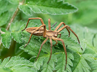 Listspinne (Pisaura mirabilis) oder Raubspinne mit Ihren acht langen Beinen auf einem grünen Blatt