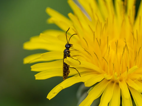 Berauschte Blattwespe (Tenthredo temula) besetzt mit Bl&uuml;tenstaub an einer gelben L&ouml;wenzahnbl&uuml;te mit Unsch&auml;rfeverlauf