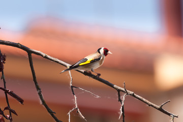 beautiful goldfinch resting on a tree branch in the garden of a country house. The beauty of nature. Free animals