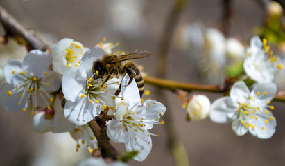 Bee on a flowering tree close-up with white beautiful fresh flowers sunny day, floral natural background