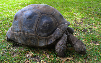 Huge turtle in a park on a tropical island