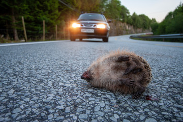 A hedgehog overrun by a car on a summer night in Norway © Tobben-PHOTO