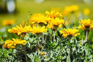 Dimorphotheca sinuata flowerbed in a meadow