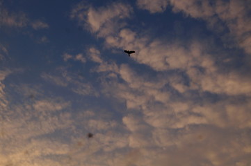 Fototapeta na wymiar birds flying in the sky