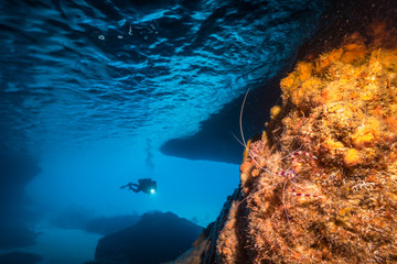 Seascape of coral reef in the Caribbean Sea / Curacao with Diver and Banded Coral Shrimp in cave 
