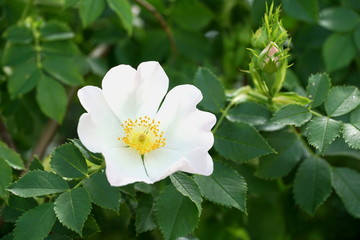 White flower of wild rose with white petals and yellow stamens