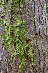 Moss covered tree bark
