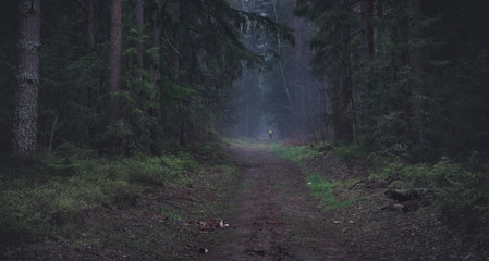 Fototapeta premium Forest panorama, with mood and fog