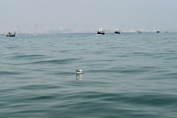 seagull on the water