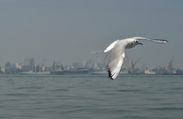 seagull in flight