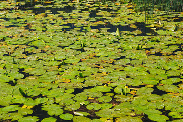 A nuphar lutea, the yellow water-lily or brandy-bottle at the water surface at Lake Skadar, National Park in Montenegro.