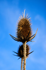 Dried Dipsacus fullonum against the sky