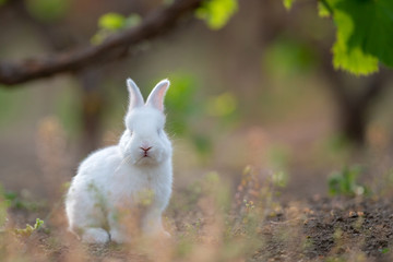 Little rabbit on green grass in summer day