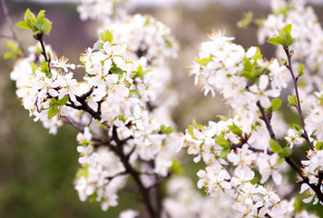 Fototapeta premium Cherry blossom in the spring.Flowers of a fruit tree in the spring, the flowering period in may. Allergy