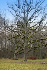 Old oak trees in a park without leaves, branches overgrown with moss