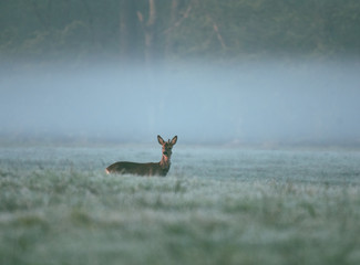 Deer observed area
