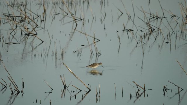 killdeer wading bird in water searching for food slow motion