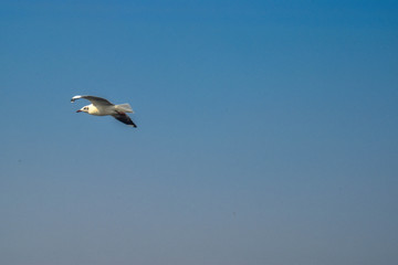 seagull in the sky