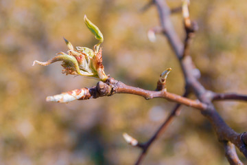 Buds bloom in spring on a pear tree in the garden