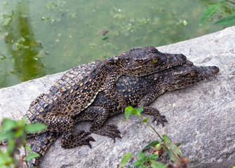 young crocodiles