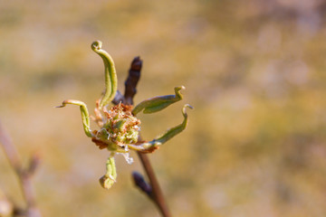 Buds bloom in spring on a pear tree in the garden
