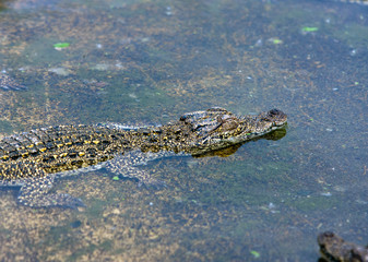 young crocodiles in the water