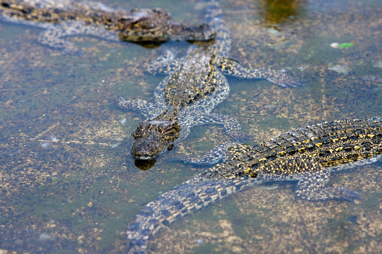 young crocodiles in the water