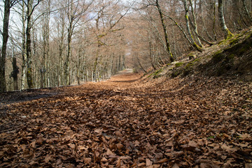 path in the forest