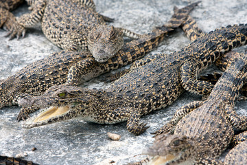young crocodile with open mouth