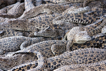 a lot of young crocodiles. Focus on the crocodile looking at us.