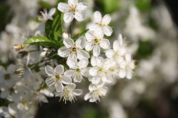 cherry tree blossom