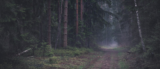 Forest panorama, with mood and fog