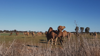 Caravan of captive camels grazing in dry paddock