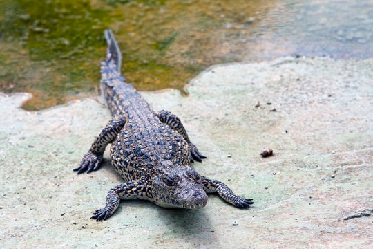 young crocodile near the water