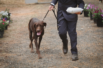 German Shorthaired Pointer, dog at wedding