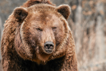 Fototapeta premium brązowy niedźwiedź